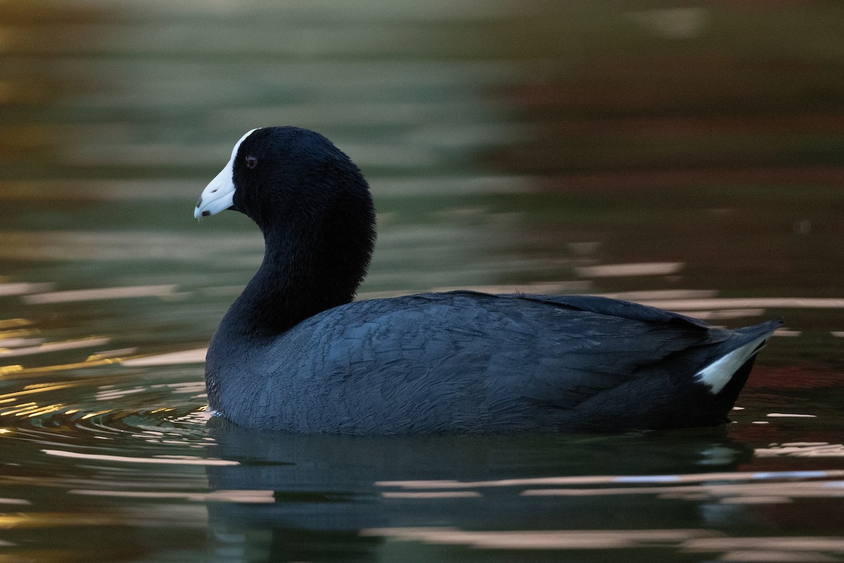 American Coot (White-shielded) - ML617150250