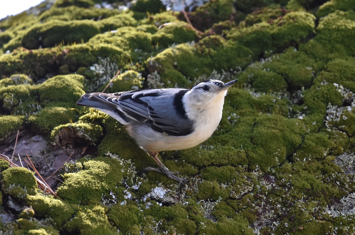 White-breasted Nuthatch - Patricia Zucco