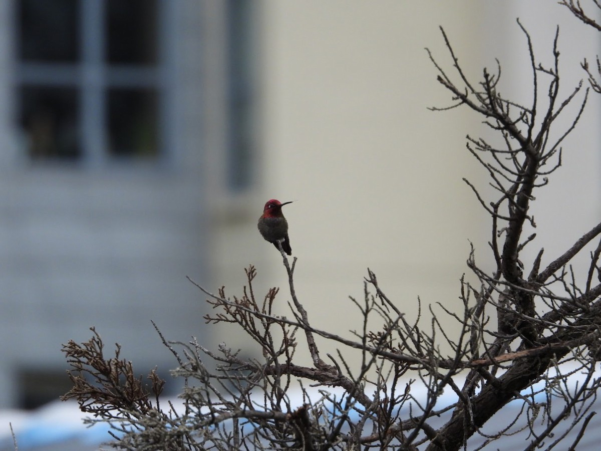 Anna's Hummingbird - ML617150273