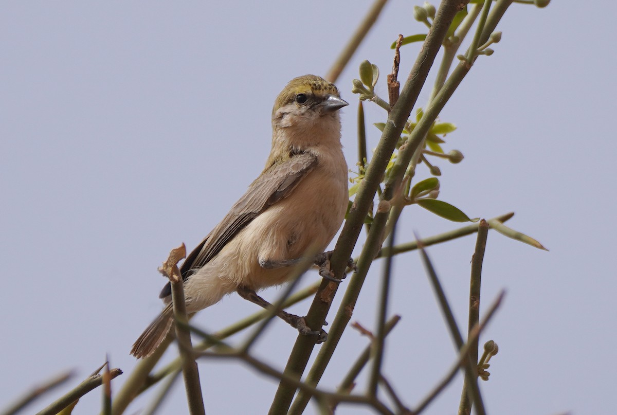 Pájaro Moscón Sudanés - ML617150289