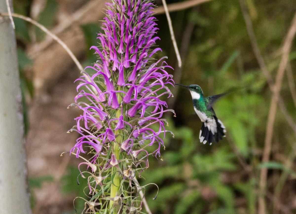 White-throated Hummingbird - ML617150294