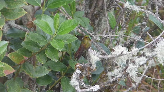 kolibřík hnědobrvý - ML617150322