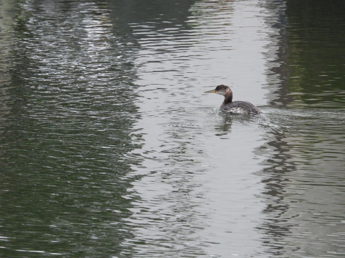 Red-necked Grebe - ML617150343