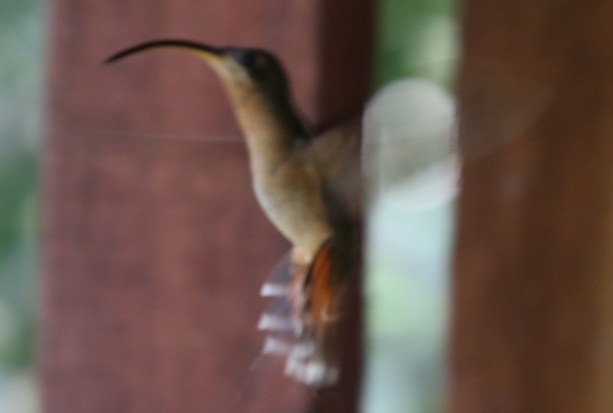 Rufous-breasted Hermit - Corey Callaghan