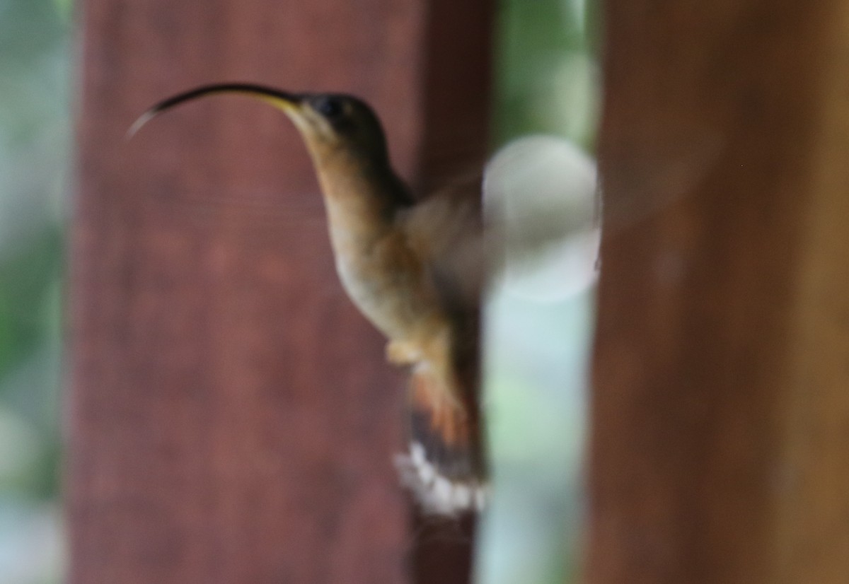 Rufous-breasted Hermit - Corey Callaghan