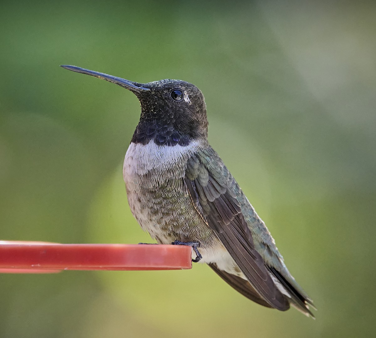 Black-chinned Hummingbird - ML617150383