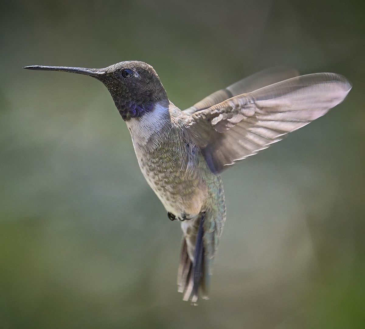 Black-chinned Hummingbird - ML617150384