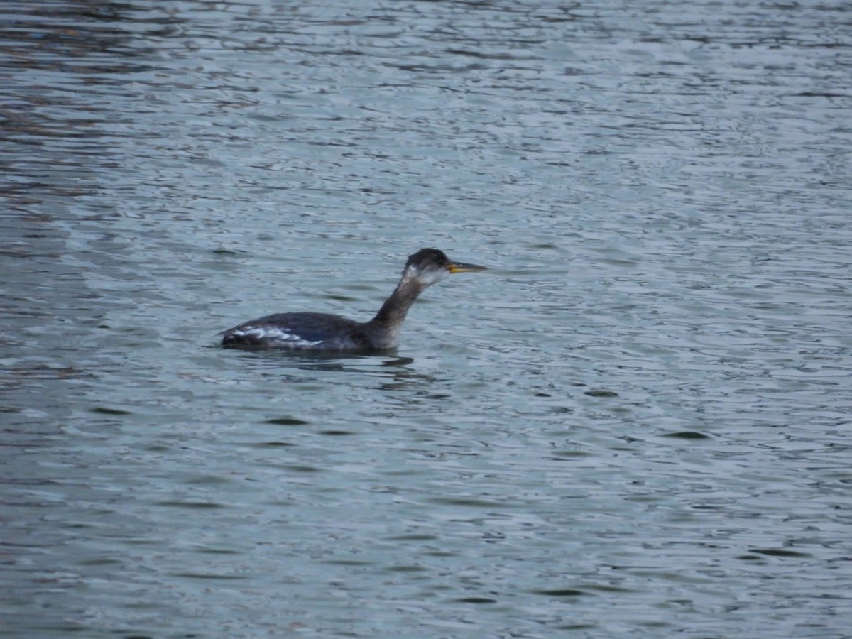 Red-necked Grebe - ML617150386