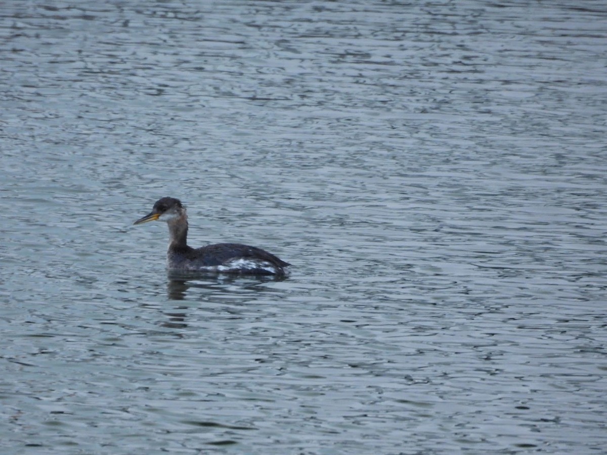 Red-necked Grebe - ML617150387