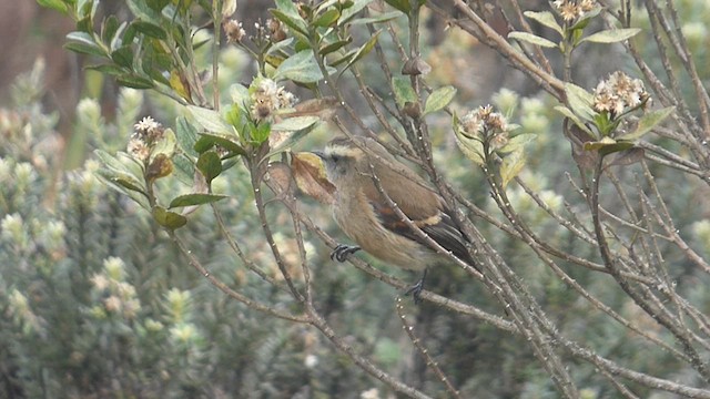 Brown-backed Chat-Tyrant - ML617150397