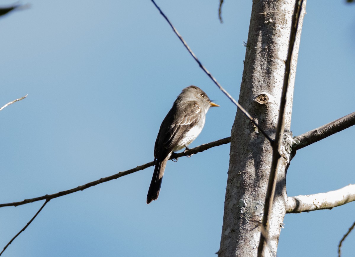 Southern Tropical Pewee - ML617150452