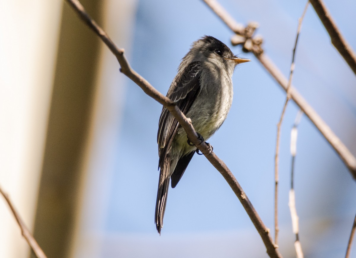 Southern Tropical Pewee - ML617150453