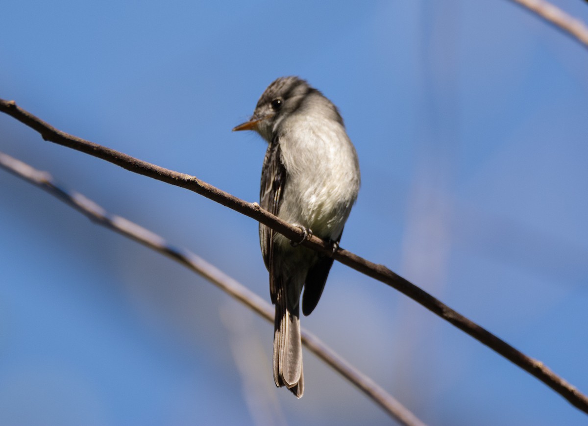 Southern Tropical Pewee - ML617150454