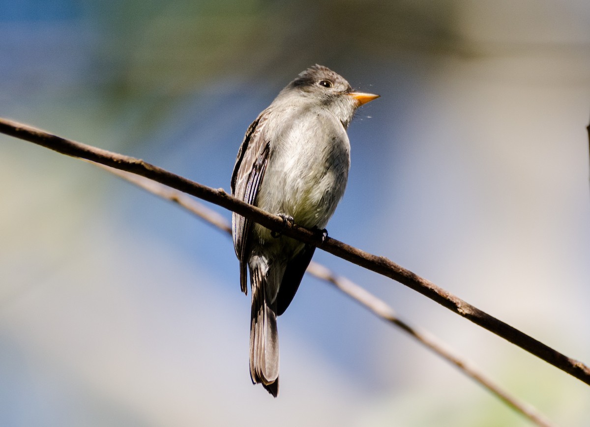 Southern Tropical Pewee - ML617150455