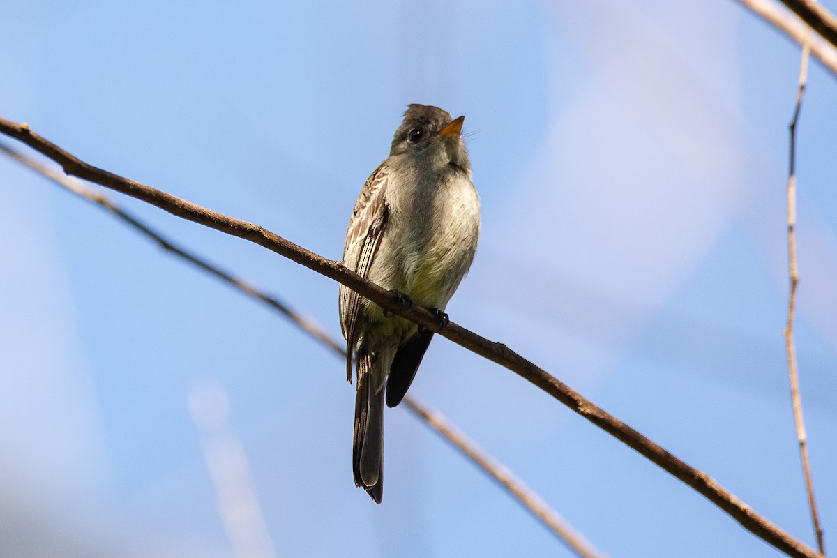 Southern Tropical Pewee - ML617150456