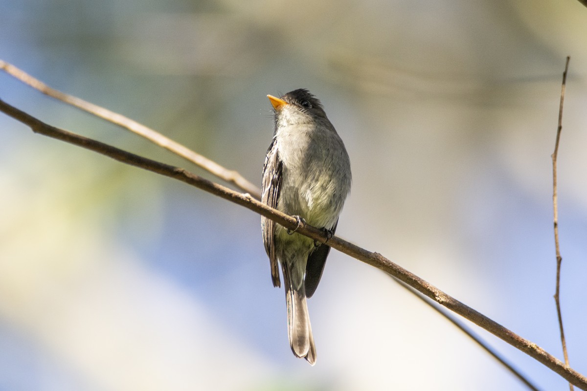 Southern Tropical Pewee - ML617150457