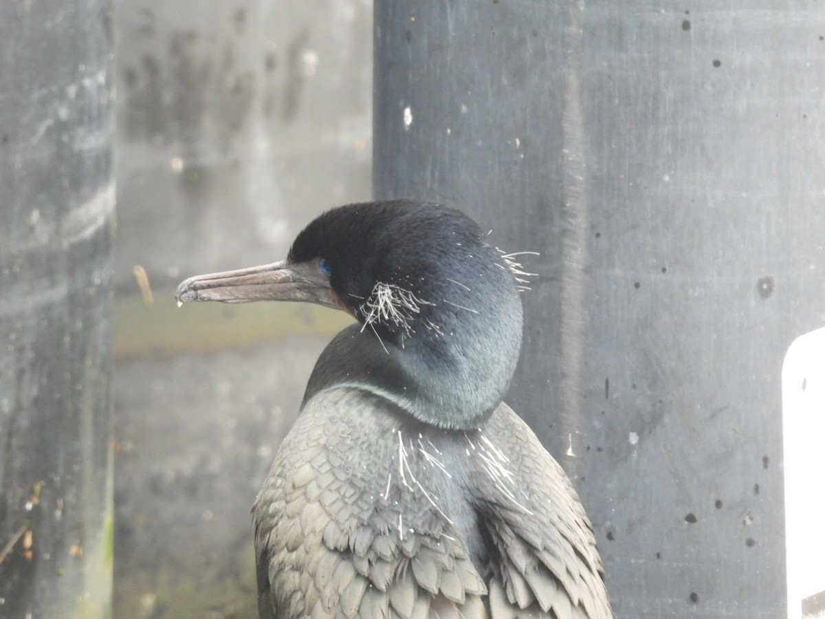 Double-crested Cormorant - Graeme Wright