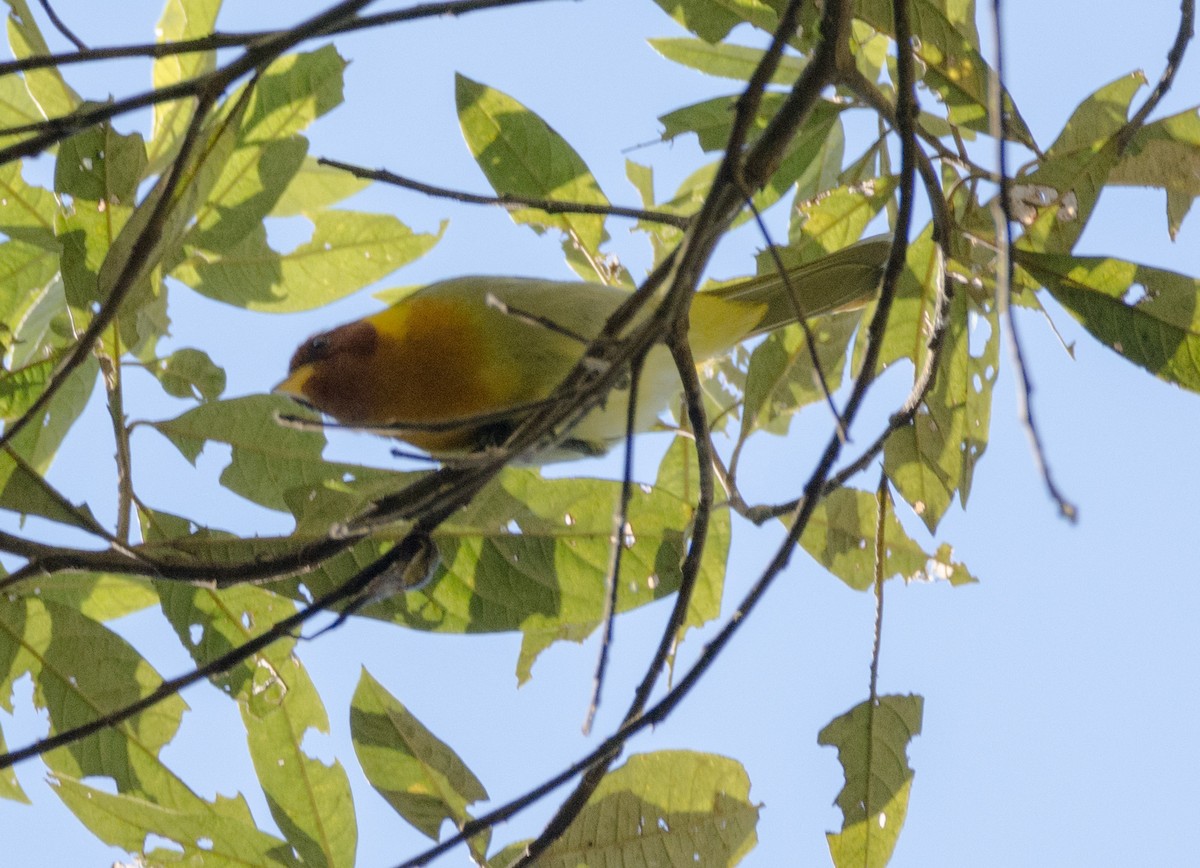 Rufous-headed Tanager - ML617150508