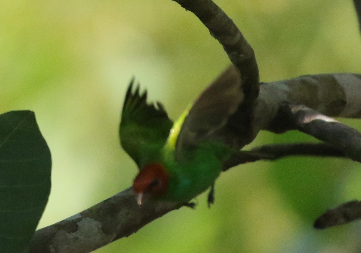 Bay-headed Tanager (Bay-and-green) - ML617150570