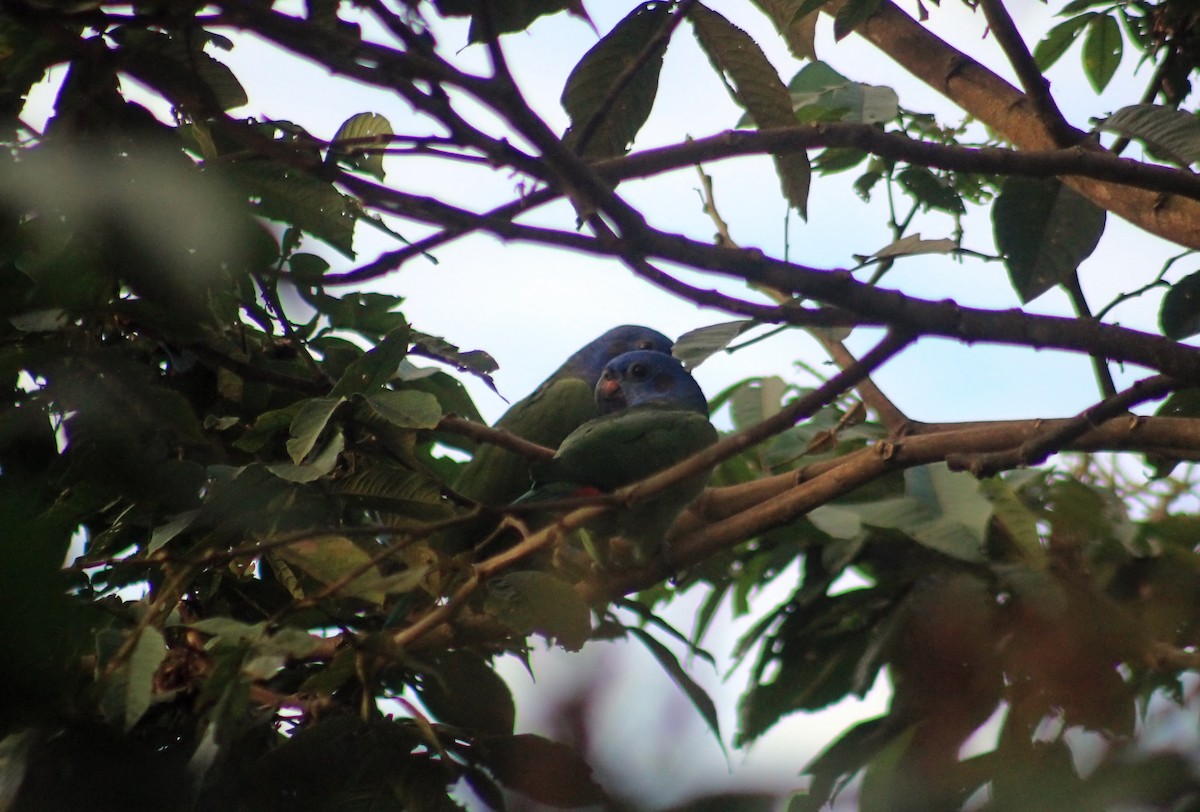 Blue-headed Parrot - Micheel Cotrina Fabián