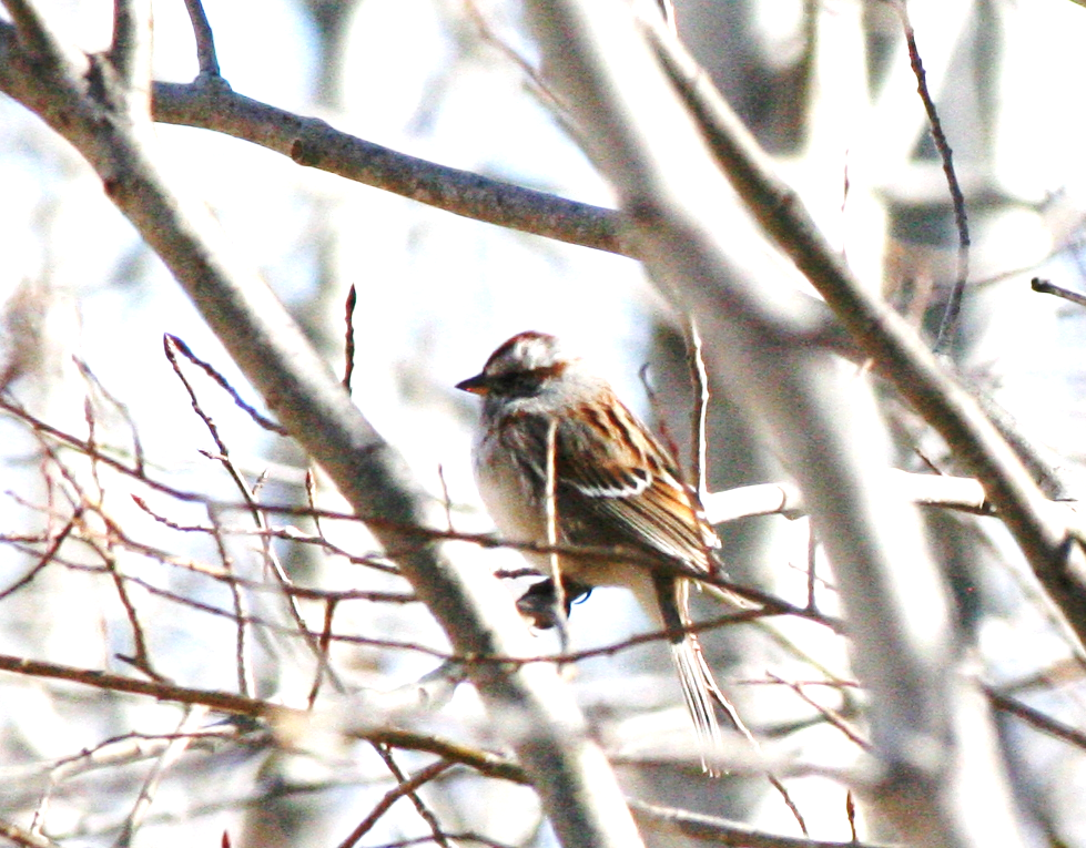 American Tree Sparrow - ML617150722