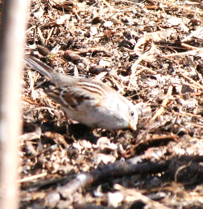 American Tree Sparrow - ML617150723
