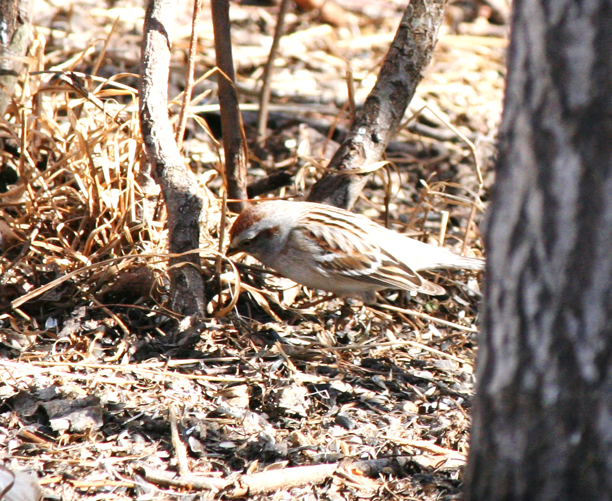 American Tree Sparrow - ML617150725