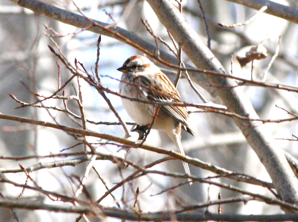 American Tree Sparrow - ML617150726