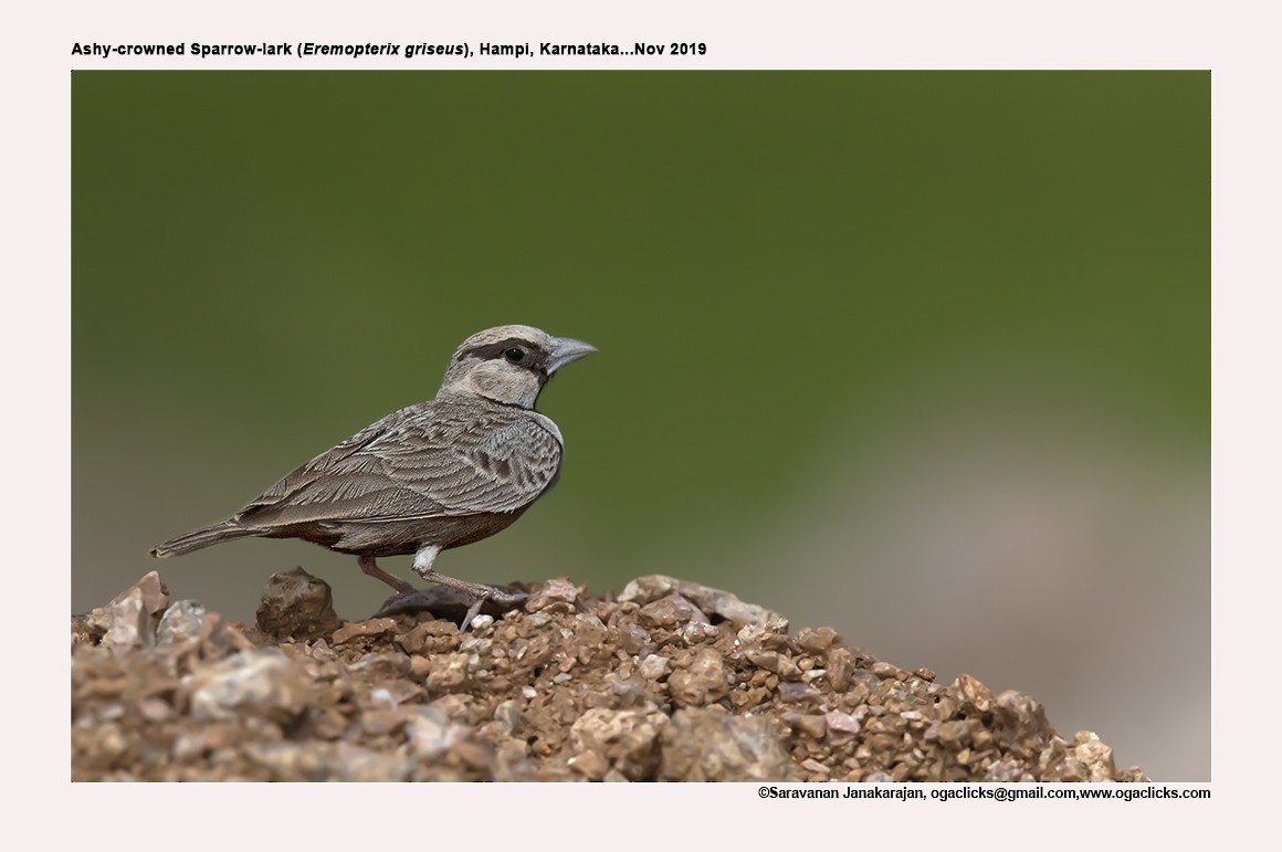 Ashy-crowned Sparrow-Lark - ML617150767