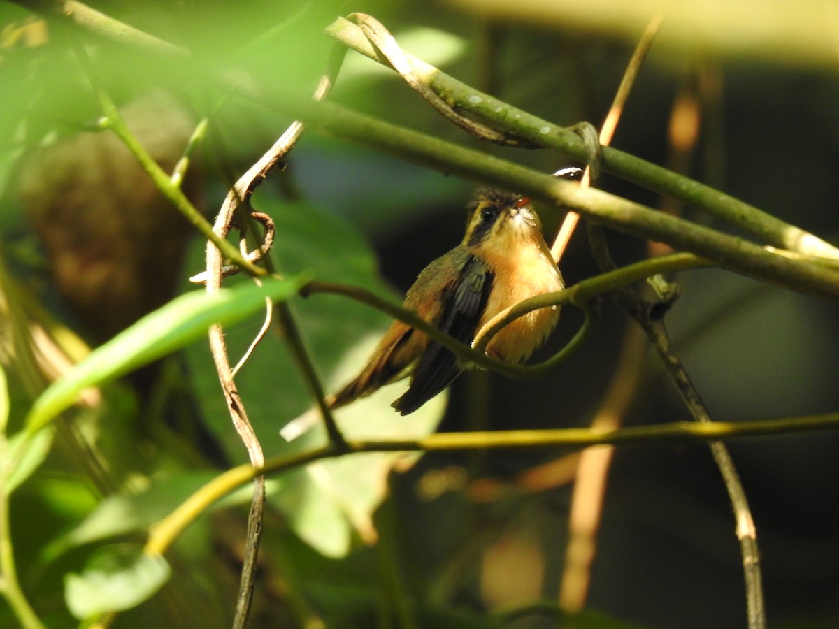 Серогорлый колибри-отшельник - ML617150772