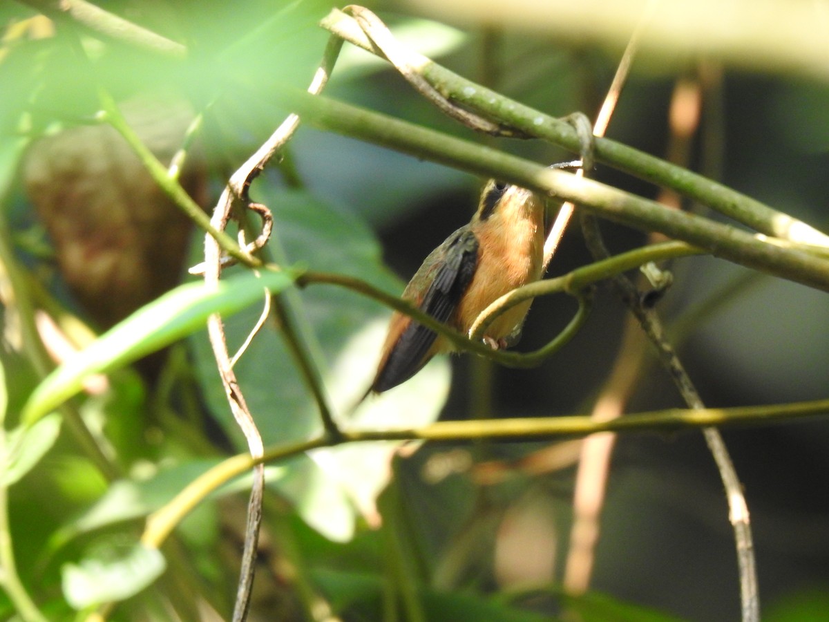 Серогорлый колибри-отшельник - ML617150774