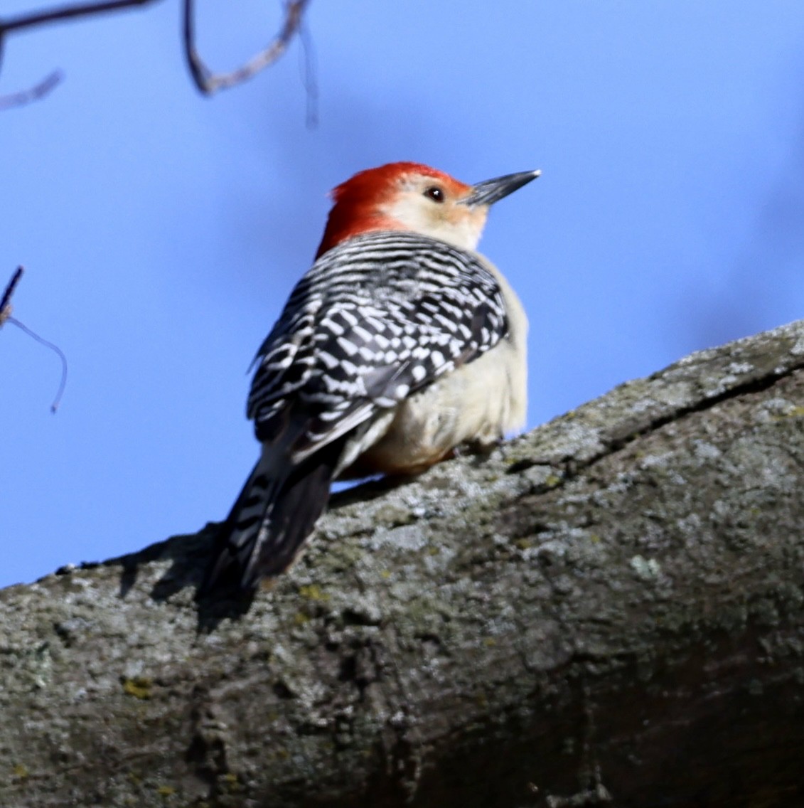 Red-bellied Woodpecker - Eileen Rudden