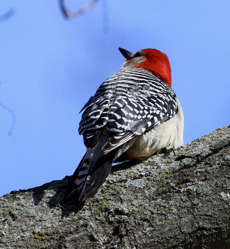 Red-bellied Woodpecker - ML617150783