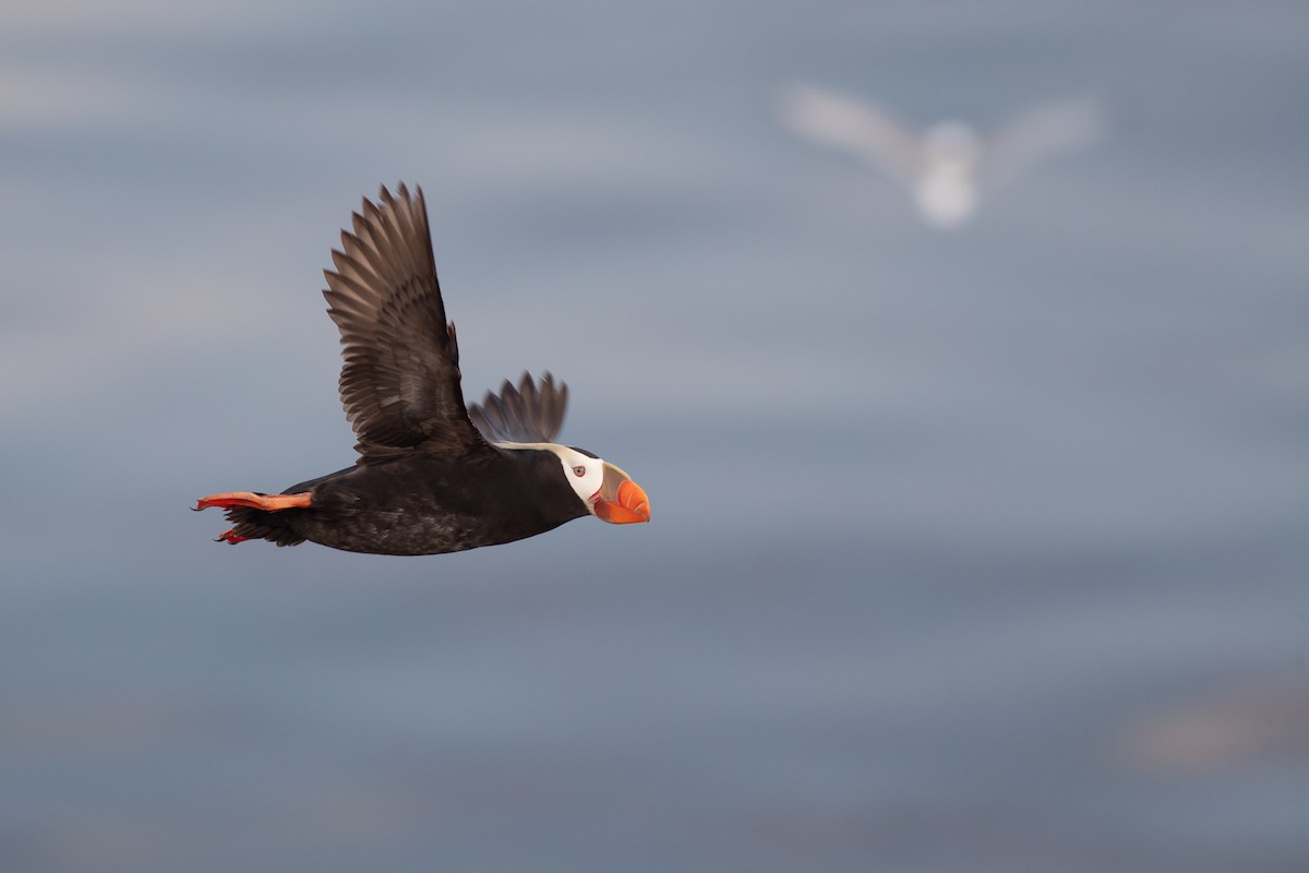 Tufted Puffin - Nathan Dubrow