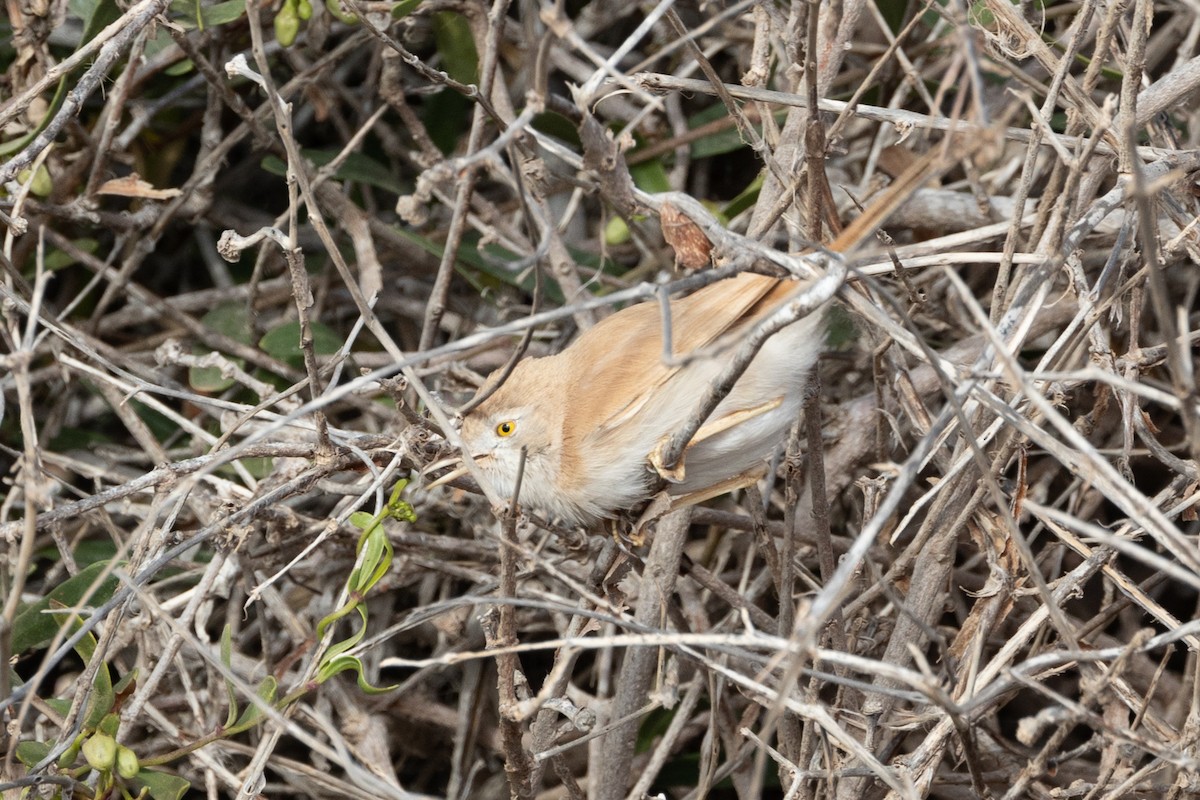 African Desert Warbler - ML617150883