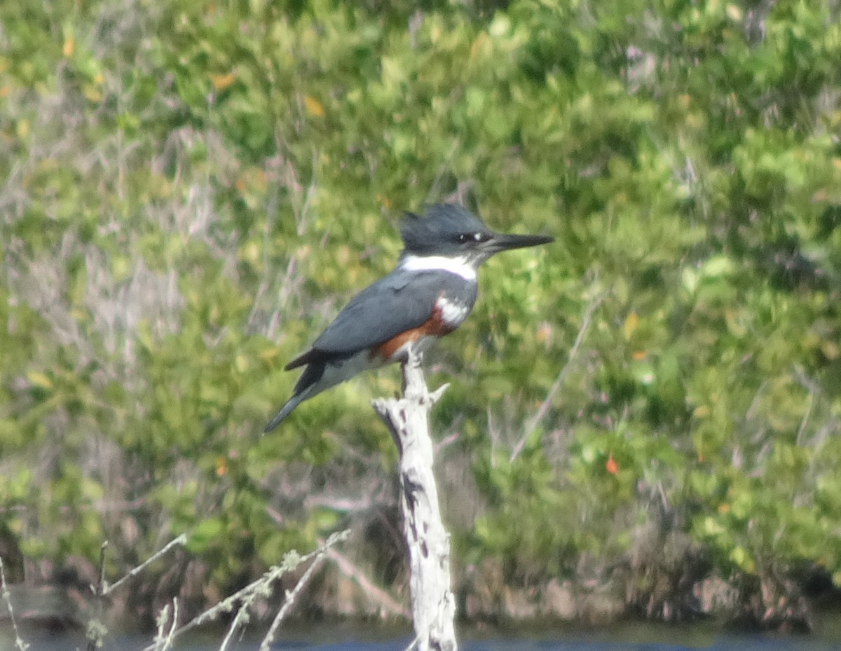 Belted Kingfisher - ML617150950