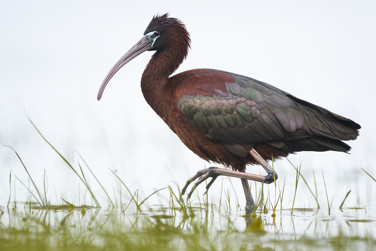 ibis hnědý - ML617150953