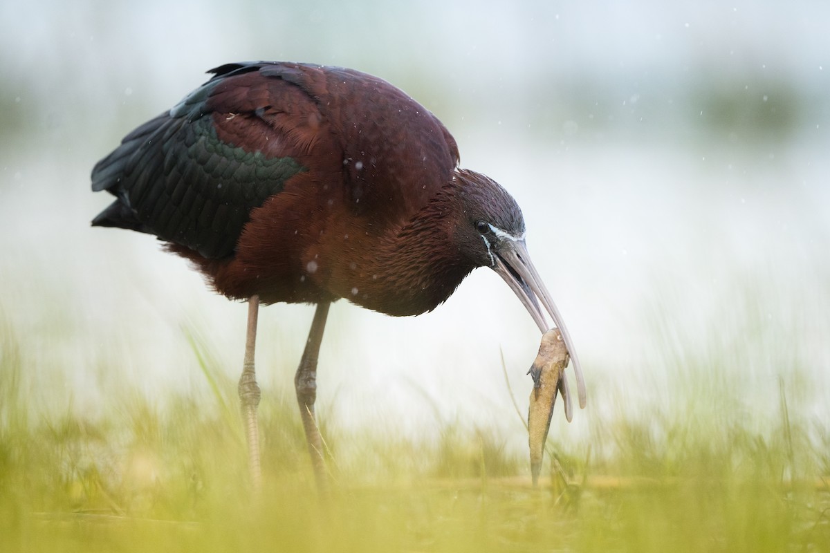 ibis hnědý - ML617150955