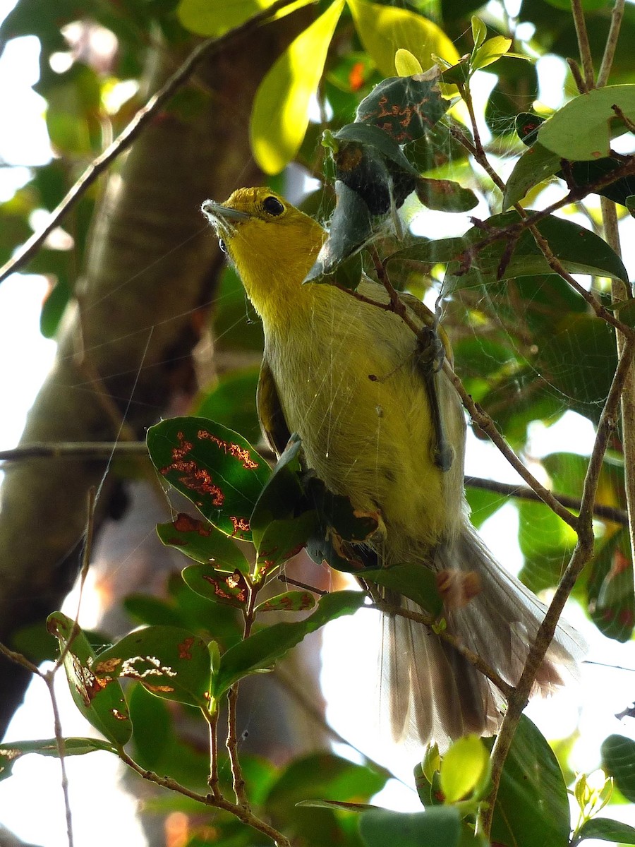 Yellow-headed Warbler - ML617150965