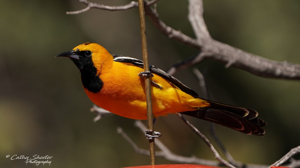 Hooded Oriole - Cathy Sheeter