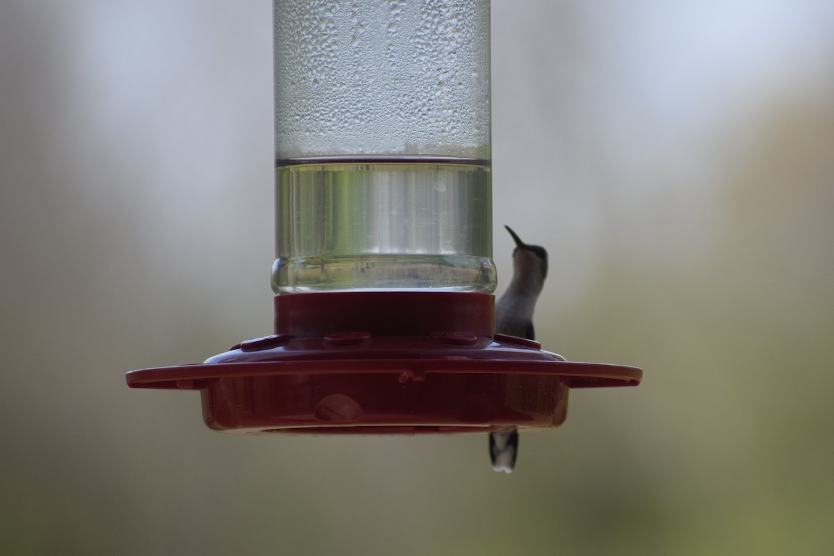 Ruby-throated Hummingbird - ML617151086