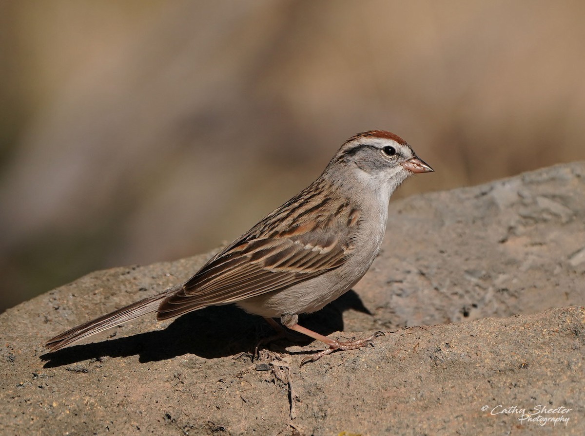 Chipping Sparrow - ML617151159