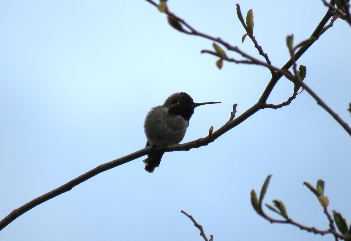 Anna's Hummingbird - ML617151161