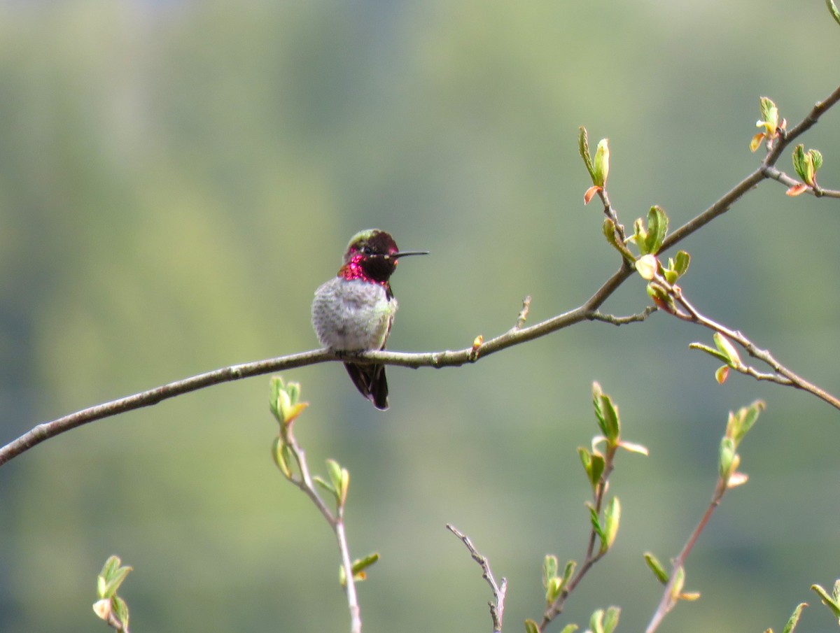 Anna's Hummingbird - ML617151162