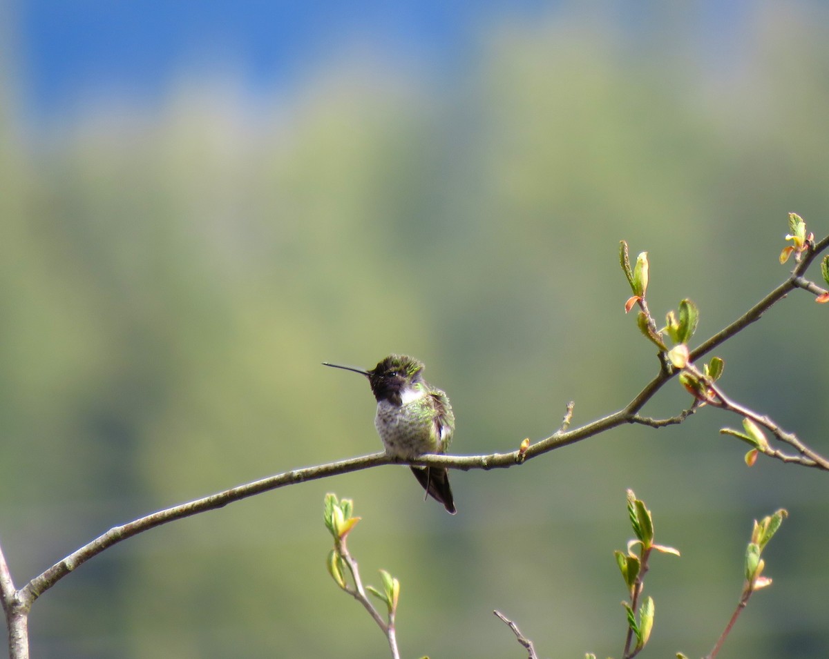 Anna's Hummingbird - ML617151163
