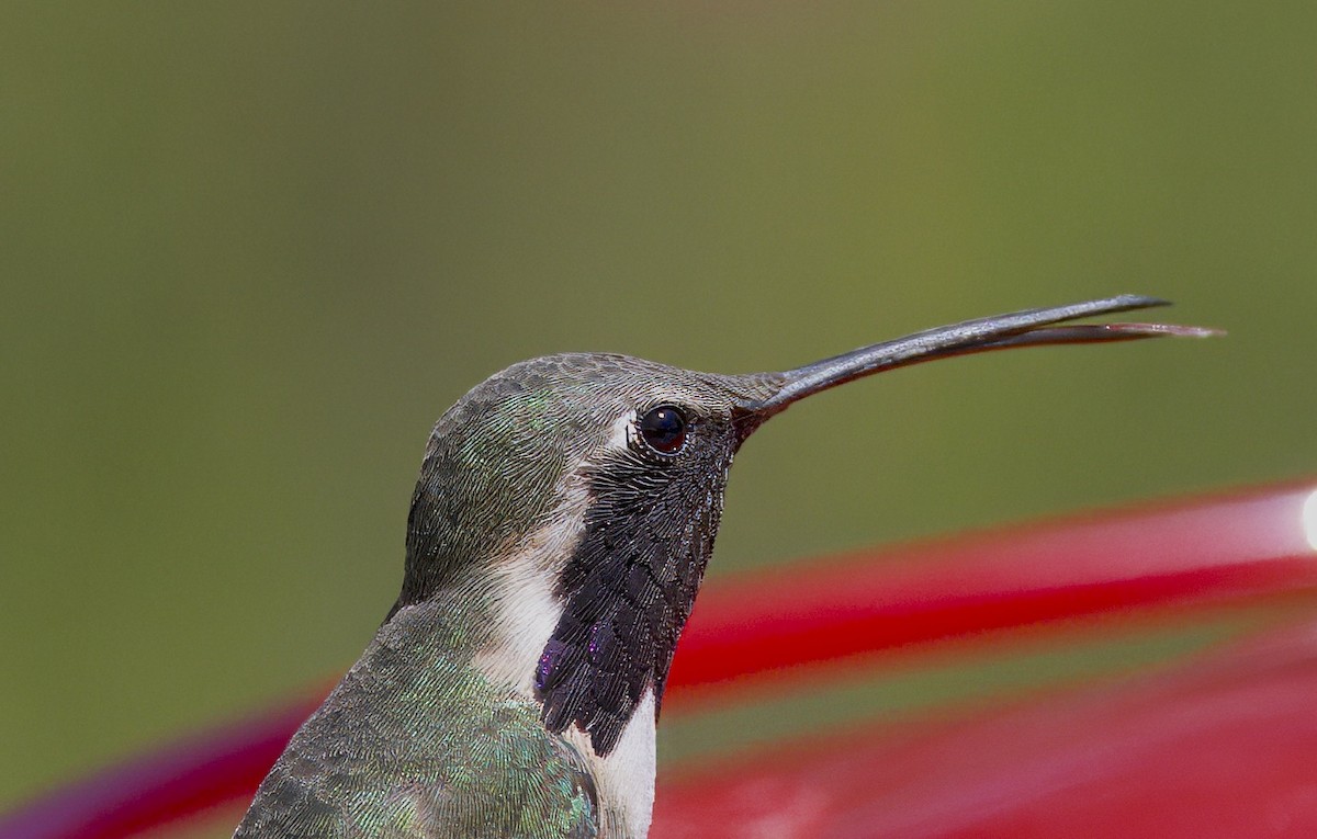 EBird Checklist - 9 Apr 2024 - Ash Canyon Bird Sanctuary (closed ...