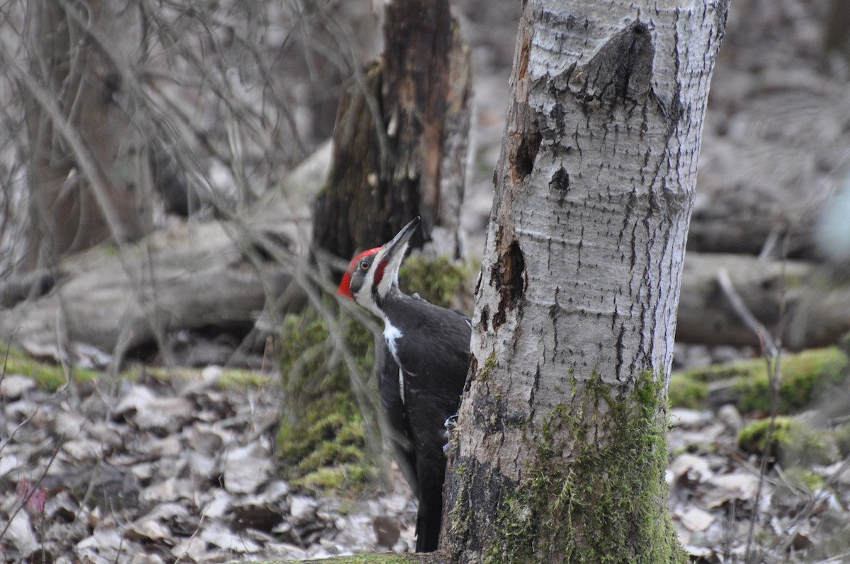 Pileated Woodpecker - ML617151399