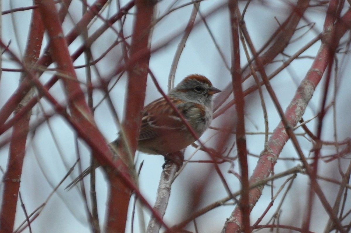 American Tree Sparrow - ML617151401
