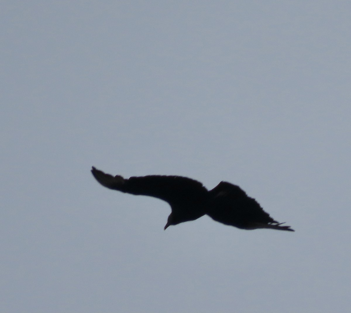 Black Vulture - ML617151435