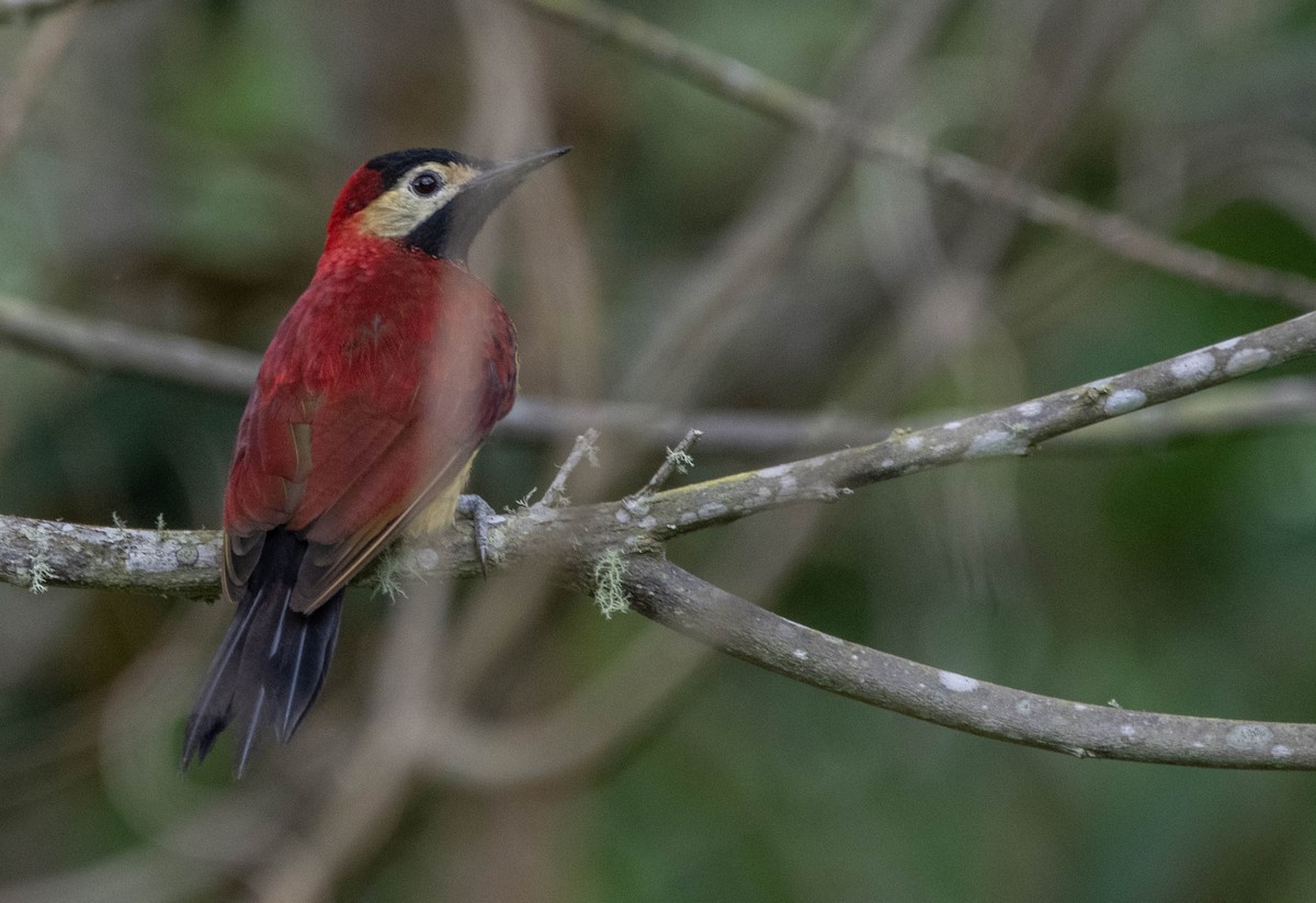 Crimson-mantled Woodpecker - ML617151546